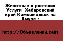 Животные и растения Услуги. Хабаровский край,Комсомольск-на-Амуре г.